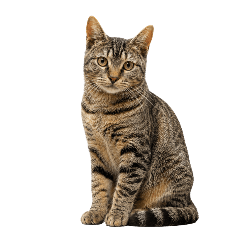 Gato rajado sentado, esperando adoção