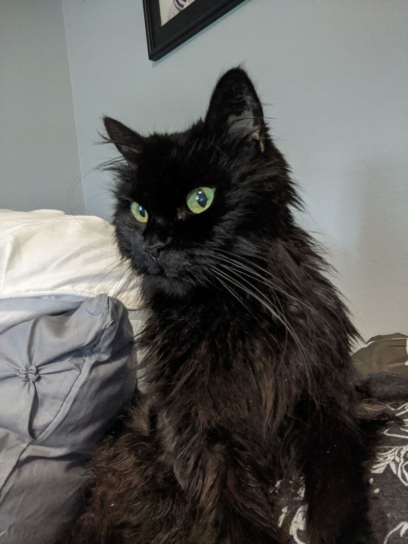 Foto de Simba
