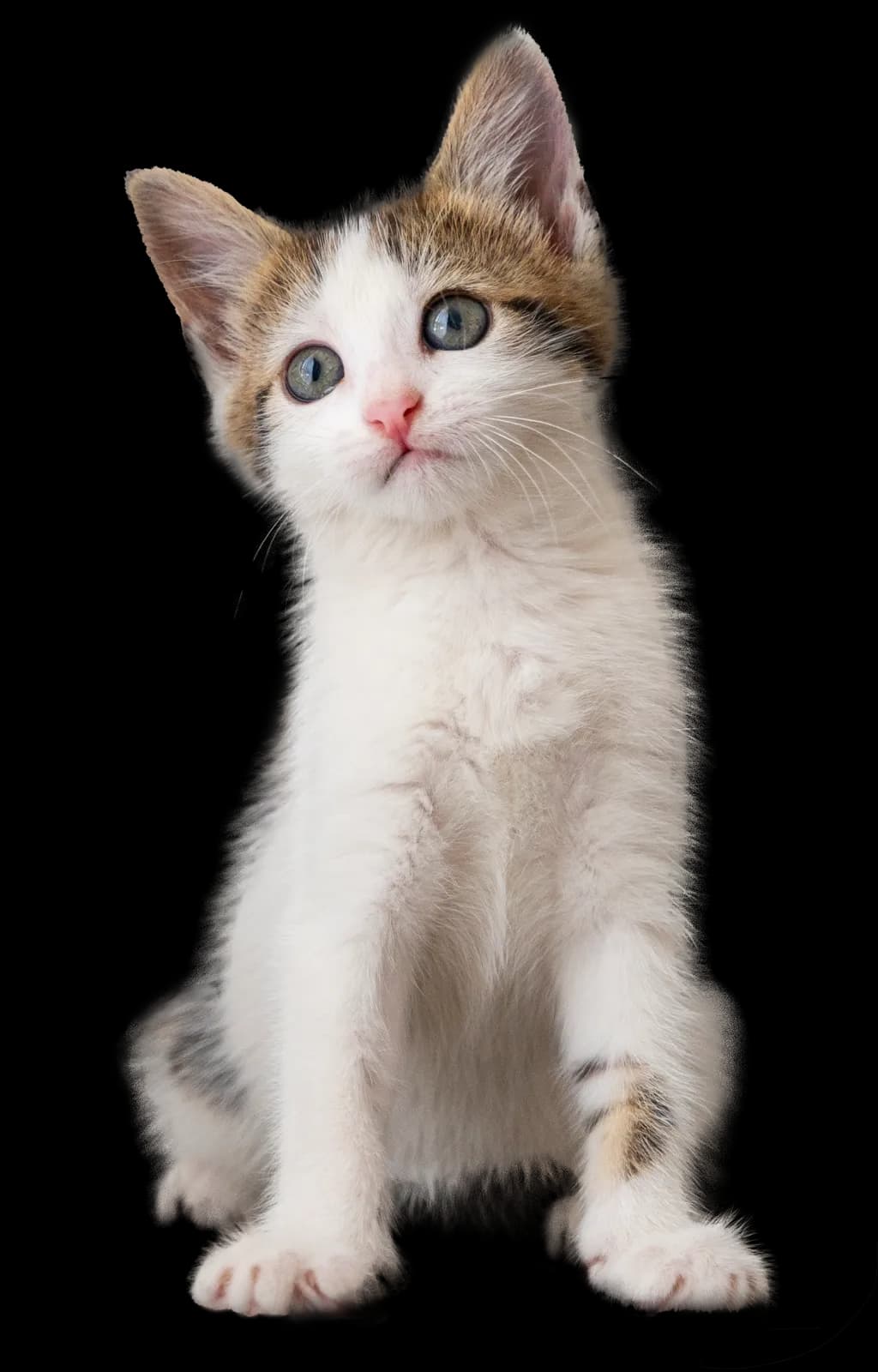 Foto de Fofo